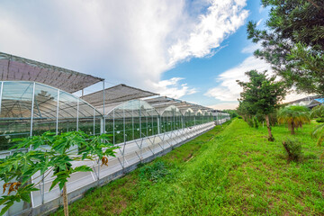 The greenhouse of modern agriculture is under the blue sky and white clouds.