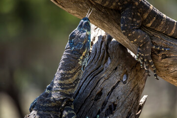Fototapeta premium A large lizard in the wilderness of Victoria, Australia at a hot and sunny day in summer.