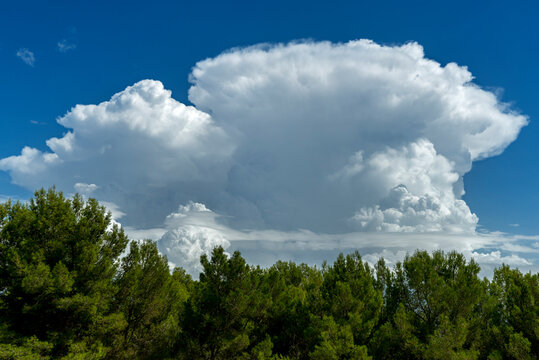 Landscape with cumulus type clouds, with pileus, trying to evolve into cumulonimbus and preparing rainfall, with pines in the foreground