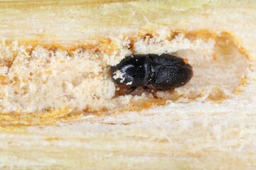 Scolytus rugulosus the shothole borer under bark of plum tree. It is a species of bark beetles (subfamily Scolytinae) a pest of many fruit trees.