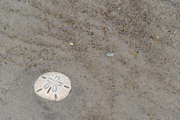 Sand Dollar in Sand - Lower Left Corner