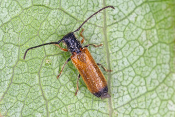 Plum beetle Tetrops praeustus (Cerambycidae) on apricot bark. Larvae develops under the bark of the dry branch wood of roses and hawthorns, blackthorns, apples, peach and other fruit trees.