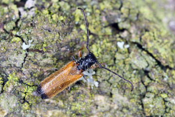 Plum beetle Tetrops praeustus (Cerambycidae) on apricot bark. Larvae develops under the bark of the...