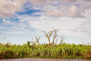 Wetlands in Nature Reserve Esteros del Ibera National Park, Colonia Carlos Pellegrini, Corrientes, Argentina.