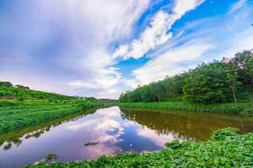 The lake in the forest is under the blue sky and white clouds