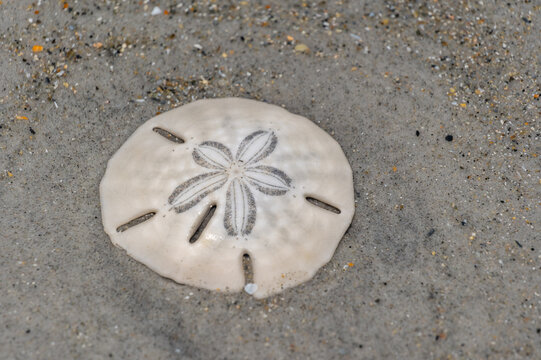 Sand Dollar in Sand