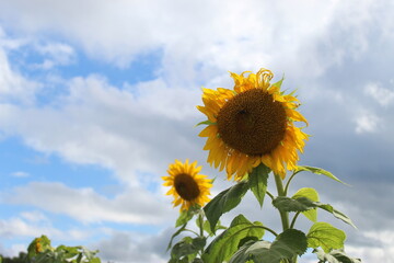 sunflower in the field