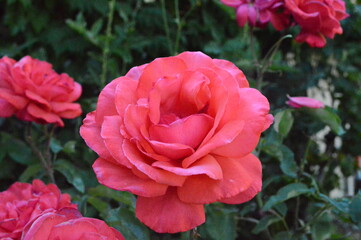 pink rose in garden