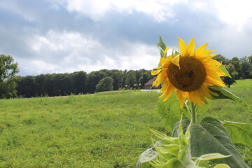 sunflower in the field