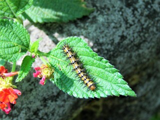caterpillar on a leaf