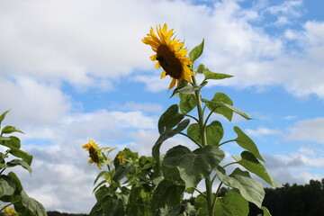 sunflower on blue sky