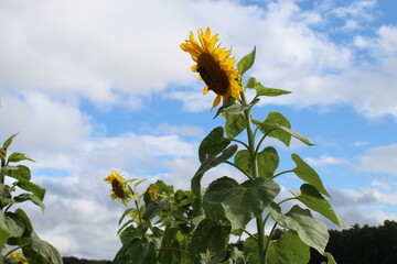 sunflower in the sky