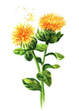 Safflower's flower and twig, Hand drawn watercolor illustration isolated on white background