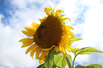 bees & sunflower