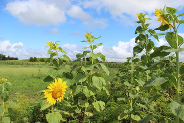 field of sunflowers