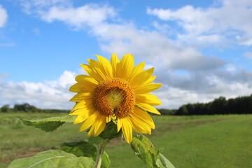 sunflower field in the summer