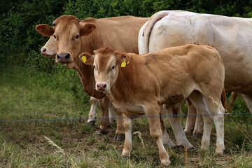 Fototapeta premium Herd of cows in the pasture in summer