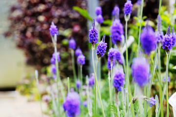 A close-up of lavender.