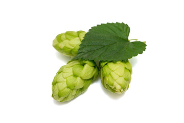 Fresh green hop branch, isolated on a white background. Hop cones for making beer and bread