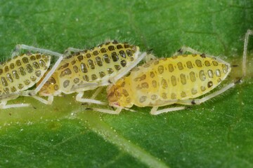 Large walnut aphid (Panaphis juglandis) on the upper side of leaf of walnut (Juglans regia) nymphs and adults.