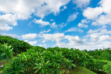 Egg trees in tropical woods under blue sky and white clouds.