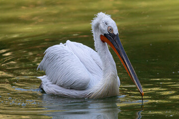 White pelican on lake