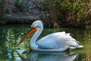 White pelican on lake