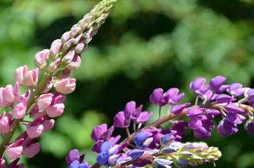 close-up of purple lupine flowers.Summer field of flowers in nature with a blurred background.selective focus. Lilac violet Lupinus