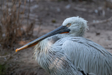White pelican on lake