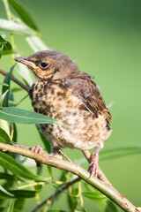 nestling thrush the Fieldfare.