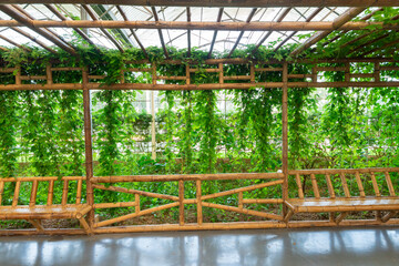 Lianas grown in modern greenhouses
