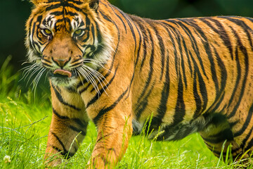 A Bengal tiger moves through the long grass