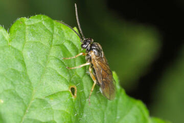 Imago of hymenoptera from Symphyta called sawflies on blackcurrant leaf.