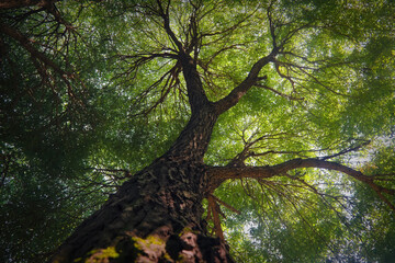 Fototapeta premium Crowns and trunks against the blue sky. A view to the top.