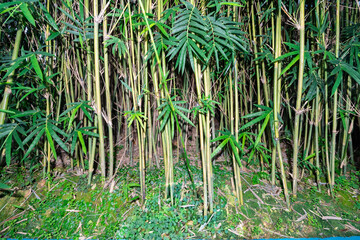 Obraz premium Bamboo of a small bamboo forest in a modern greenhouse.