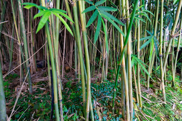 Obraz premium Bamboo of a small bamboo forest in a modern greenhouse.