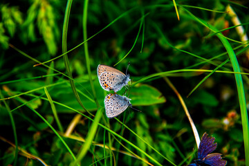 butterflies on the grass