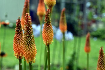 Fackellilien auf einer Wiese