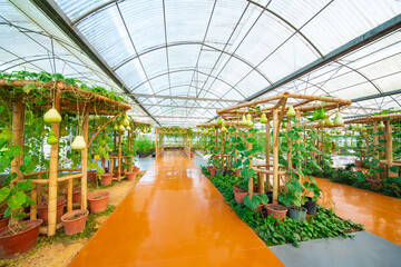 Modern greenhouse plants grow melons.