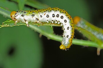 Large rose sawfly Arge pagana larva on damaged ornamental rose leaf.