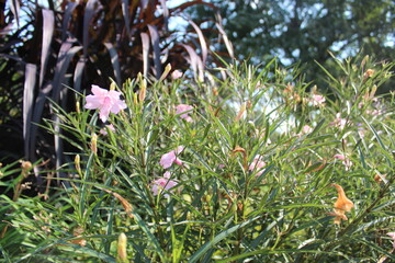 flowers in the grass