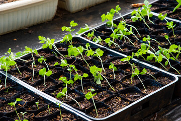 An agricultural nursery plant grown in a modern greenhouse.