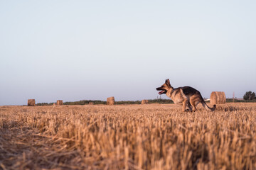 A German shepherd runs in a freshly mown wheat field. A dog runs in a field with round straw bales. Lots of dry orange haystacks.