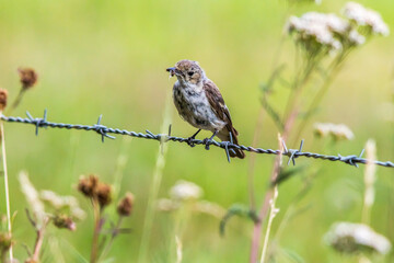 Obraz premium European Pied Flycatcher (Ficedula hypoleuca)