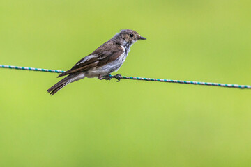 European Pied Flycatcher (Ficedula hypoleuca)