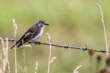 European Pied Flycatcher (Ficedula hypoleuca)