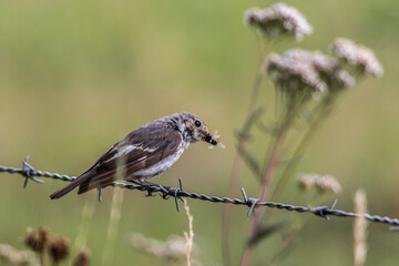 European Pied Flycatcher (Ficedula hypoleuca)