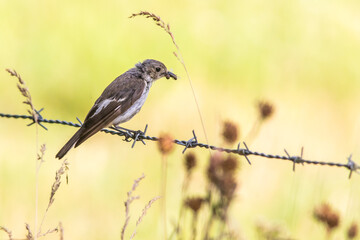 European Pied Flycatcher (Ficedula hypoleuca)