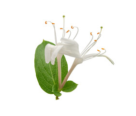 Blossoming flower of honeysuckle