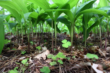 Green stems of lily of the valley and oxalis in the forest close-up, bottom view